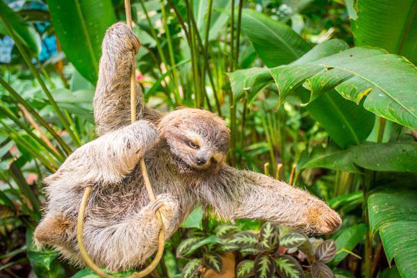 Sloth on Tree