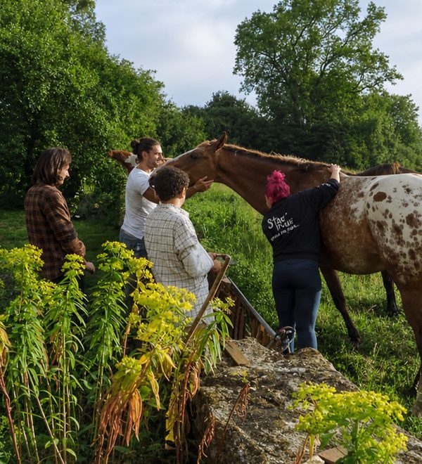 energy healing for horses